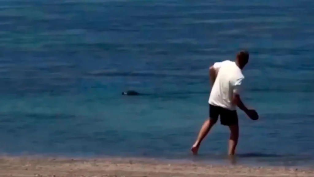 fokia petres Viral Greece