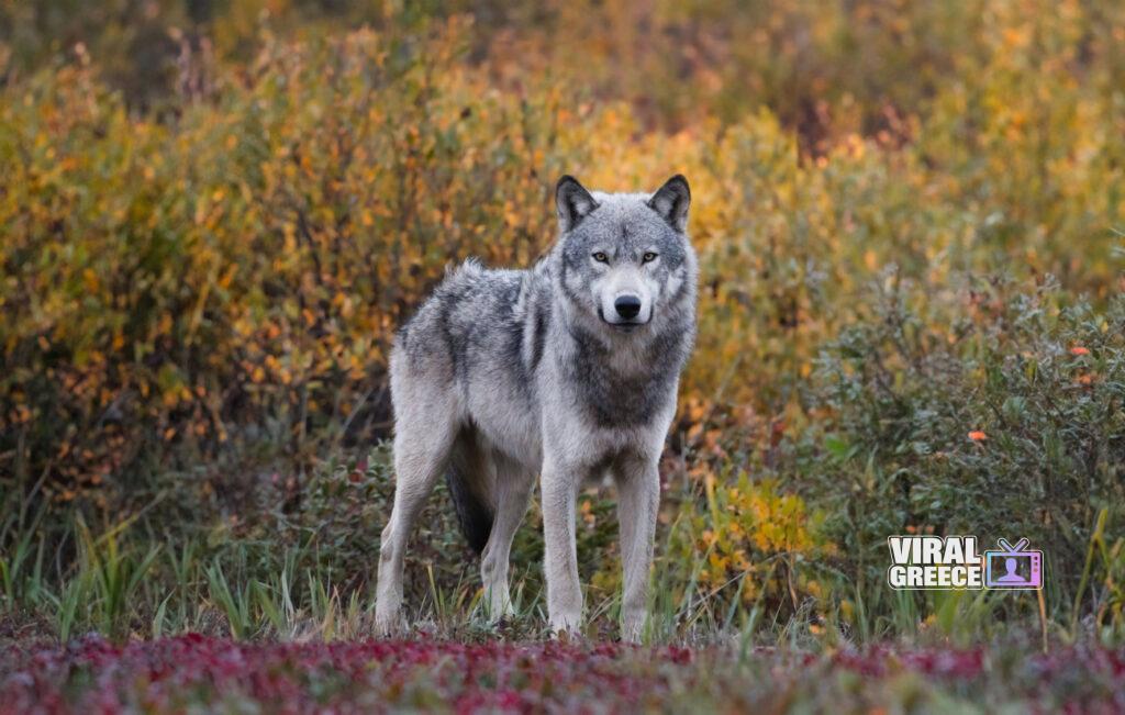 nature wolf animal mammal gray wolf wildlife face head f 108 Viral Greece