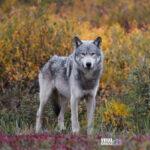 nature wolf animal mammal gray wolf wildlife face head f 108 Viral Greece