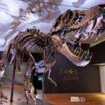 Νέα μελέτη λύνει το μυστήριο: Γιατί ο Τυραννόσαυρος Ρεξ είχε τόσο μικρά χέρια