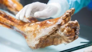 Ο Ότσι συνεχίζει να «ζει» μικροβιακά μετά από 5.000 χρόνια
