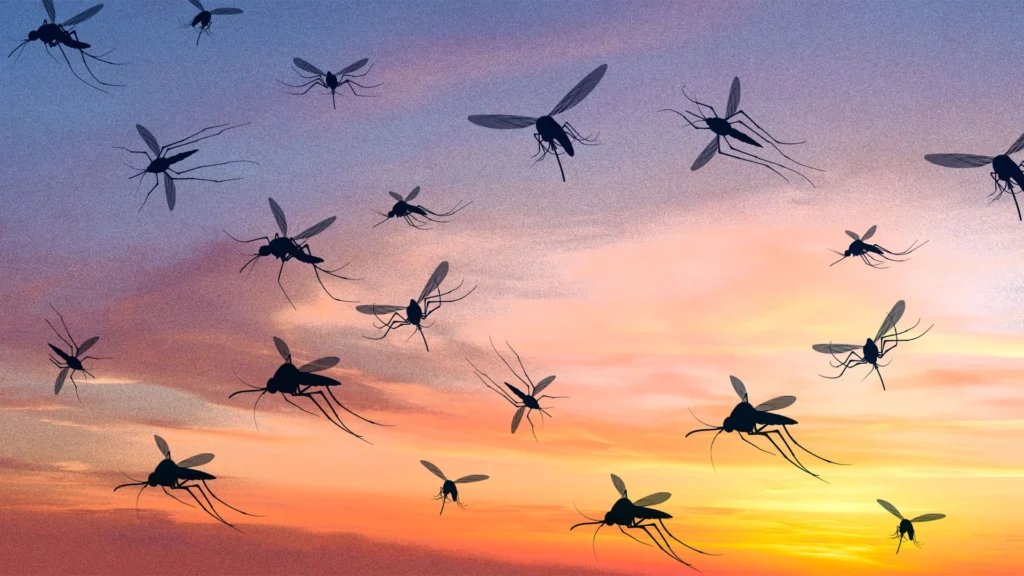 p 1 91551722 google mosquitos california floridajpg Viral Greece