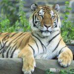 Tiger Viral Greece