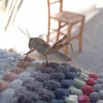 akrida by eirmar Viral Greece