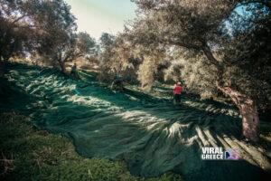 Σε αδιέξοδο οι ελαιοπαραγωγοί της Λέσβου με το ελαιοκομικό μητρώο – Καθυστερήσεις λόγω υποστελέχωσης