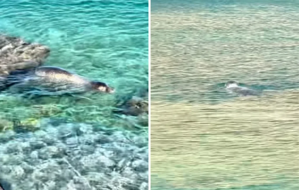 Εντυπωσιακή εμφάνιση φώκιας σε παραλία της Σύμης – Κολύμπησε δίπλα στους λουόμενους (vid)
