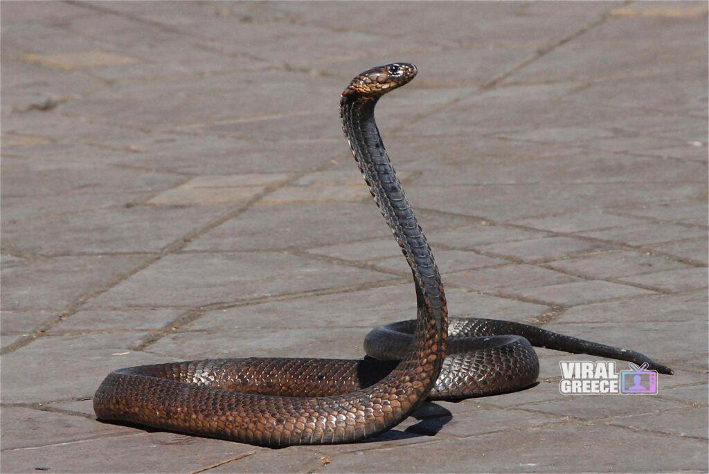 pascal laurent snake 1758994 1920 Viral Greece