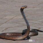 pascal laurent snake 1758994 1920 Viral Greece