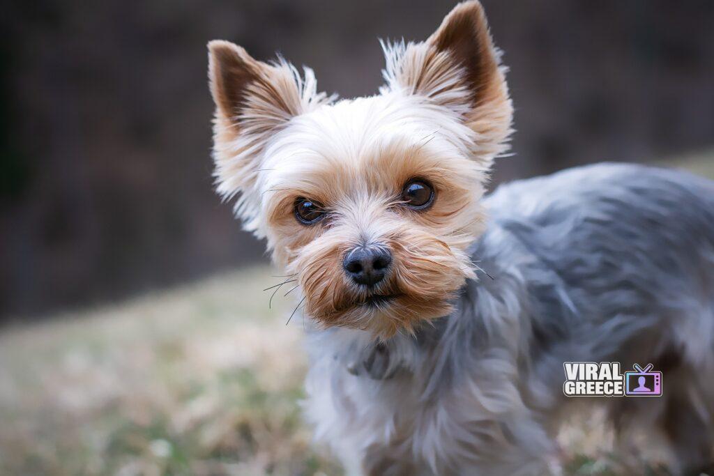 pezibear yorkshire terrier 4783327 1920 Viral Greece