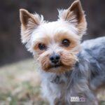 pezibear yorkshire terrier 4783327 1920 Viral Greece