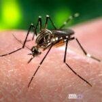 Mosquito Viral Greece