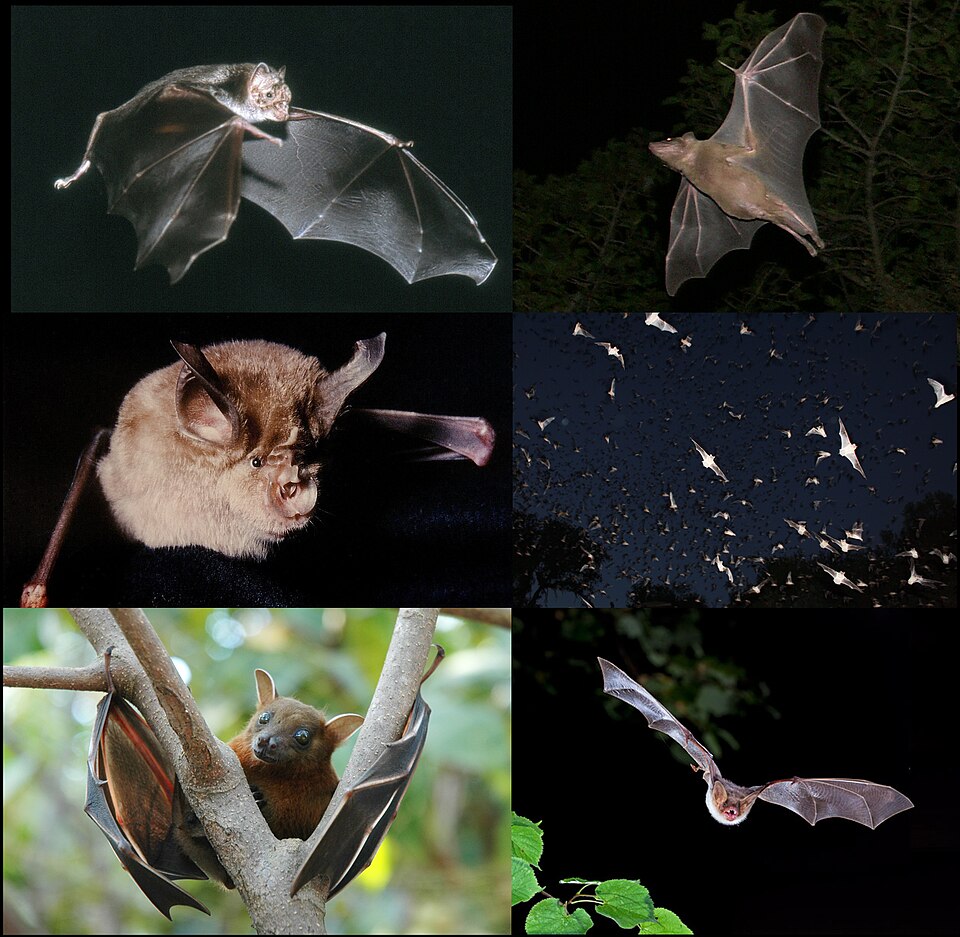 Wikipedia Bats 001 v01 Viral Greece
