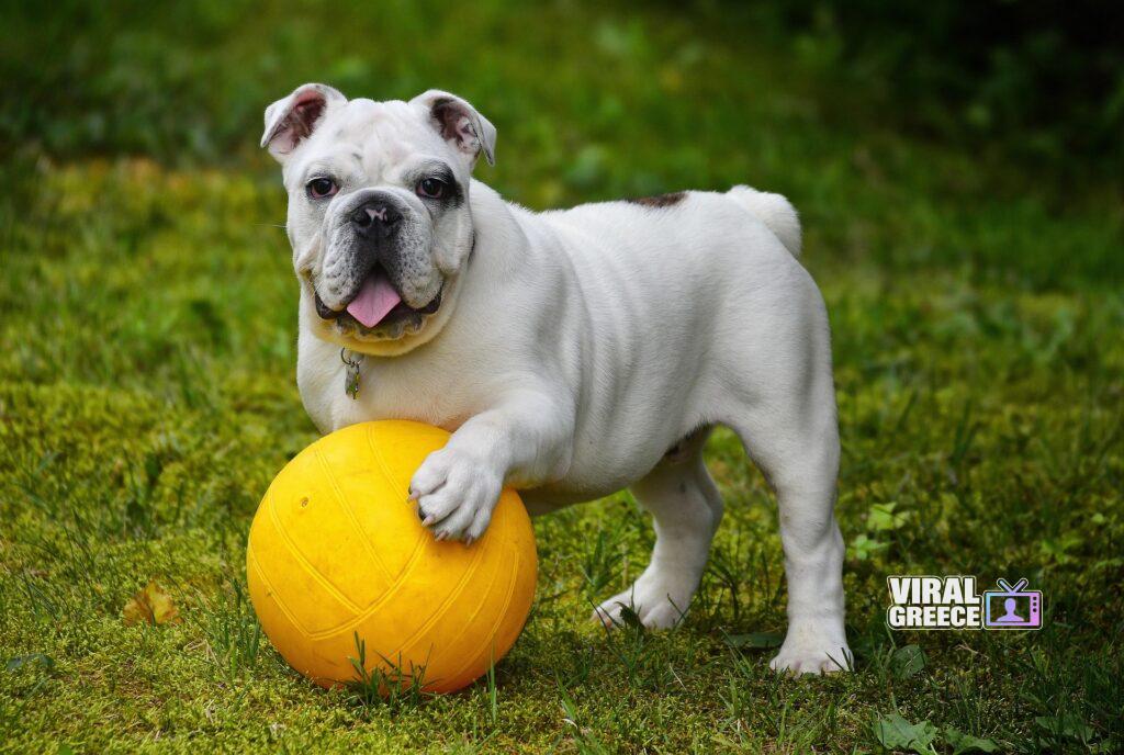 alainaudet english bulldog 562723 1920 Viral Greece