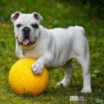 alainaudet english bulldog 562723 1920 Viral Greece Τι συμβαίνει στον εγκέφαλο του σκύλου όταν του χαμογελάμε – Τι έδειξε νέα μελέτη