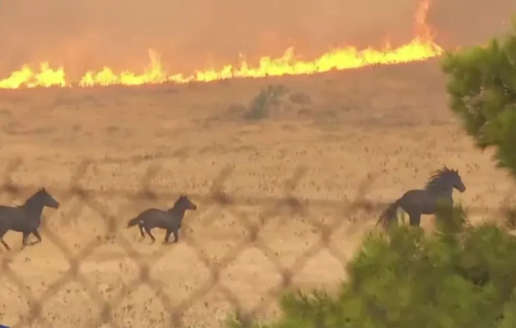Φωτιά στα Μέγαρα: Άλογα τρέχουν πανικόβλητα να σωθούν από τις φλόγες στο Κανδήλι