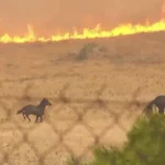 Φωτιά στα Μέγαρα: Άλογα τρέχουν πανικόβλητα να σωθούν από τις φλόγες στο Κανδήλι