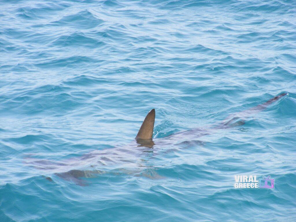 alondav shark fin 472685 1920 Viral Greece
