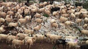 Κρήτη: Παρατείνονται τα μέτρα προστασίας των αιγοπροβάτων από την ευλογιά