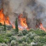 w14 72141w31121526321878661 Viral Greece Γνώμη: Οι μεγάλες πυρκαγιές στην Ελλάδα δεν ξεκίνησαν το 1998