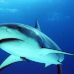 4e1cb shark2medium Viral Greece Τα απίστευτα μυστικά των καρχαριών που ελάχιστοι γνωρίζουν