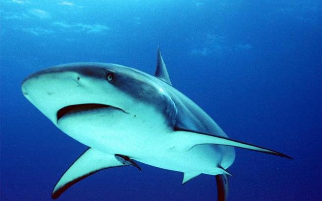 4e1cb shark2medium Viral Greece Τα απίστευτα μυστικά των καρχαριών που ελάχιστοι γνωρίζουν