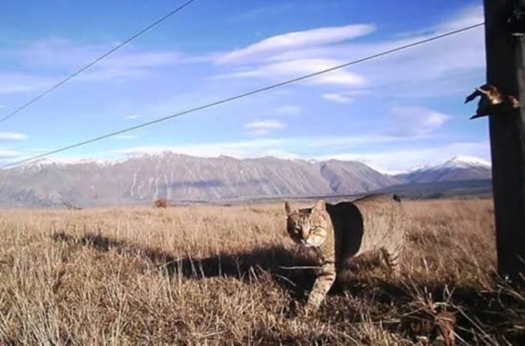 Nine Lives cat new zealand Viral Greece