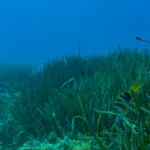 Posidonia oceanica fulljpg Viral Greece