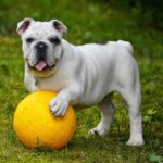 alainaudet english bulldog 562723 1920 Viral Greece