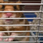ap hamsterjpg Viral Greece