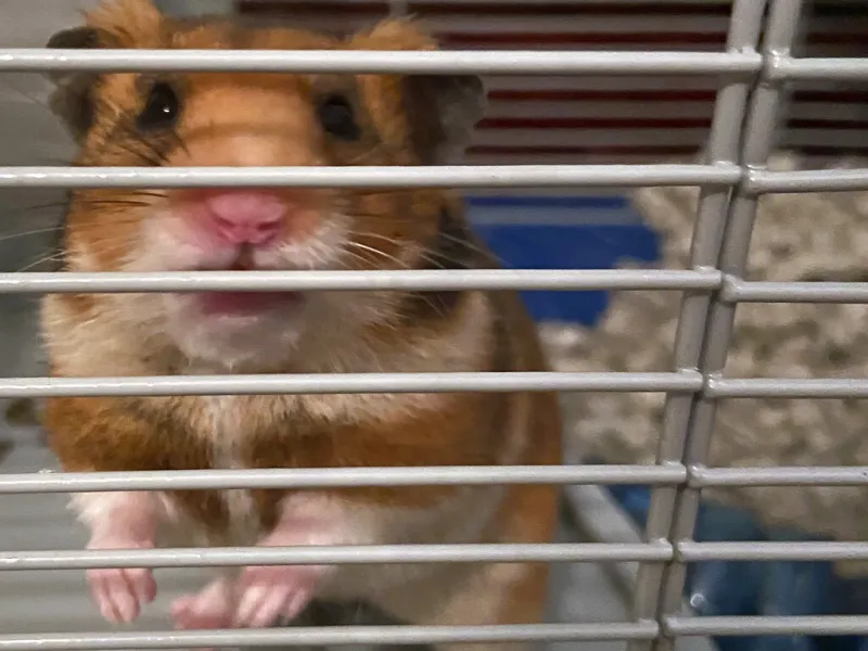 ap hamsterjpg Viral Greece