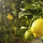 Το λεμόνι δεν ήταν πάντα όπως το ξέρουμε – Πώς απέκτησε το χαρακτηριστικό κίτρινο χρώμα του