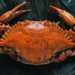 crab Viral Greece Εξωτικό καβούρι στις ελληνικές θάλασσες: Το νέο είδος που έφτασε από τον Ινδικό Ωκεανό