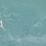 delfini koxilijpg Viral Greece
