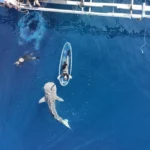 falainokarxarias1 Viral Greece