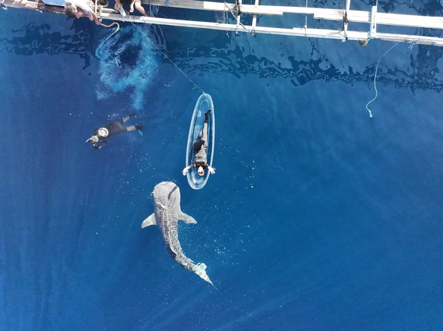 falainokarxarias1 Viral Greece