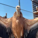 gipakia Viral Greece Κρήτη: 30 νεαρά γυπάκια βρέθηκαν εξαντλημένα