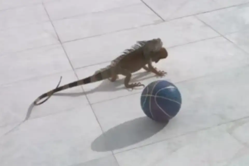 iguana andetokounmpo 960x640png Viral Greece