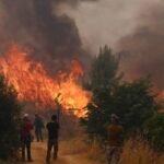 images 10 Viral Greece Ποια δέντρα προστατεύουν το σπίτι από τη φωτιά – Οι επιλογές που μπορούν να κάνουν τη διαφορά