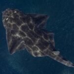 images 11 Viral Greece Συναγερμός στις ελληνικές θάλασσες: Για πρώτη φορά παρακολουθούν τον αγγελοκαρχαρία στη Λήμνο