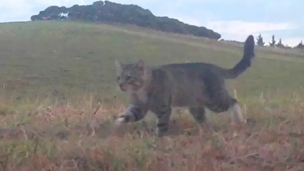 nine lives cat Viral Greece