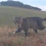 nine lives cat Viral Greece