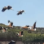 pelargoi Viral Greece Τραγωδία στη Λαυρεωτική: Δεκάδες πελαργάκια νεκρά από ηλεκτροπληξία – Τι ζητά η ΑΝΙΜΑ