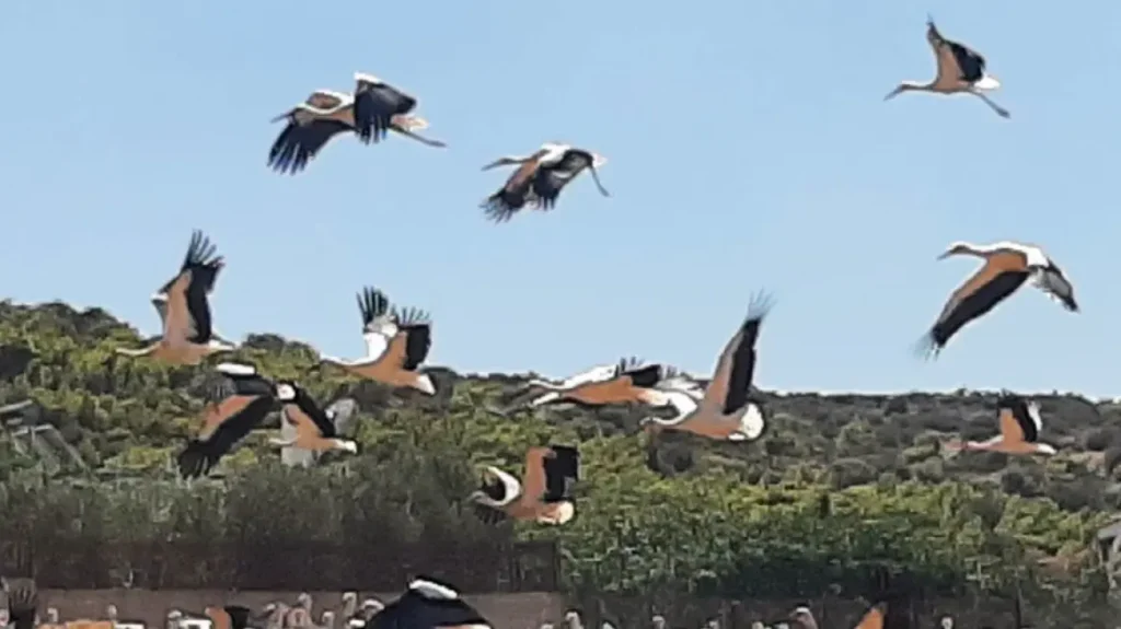 pelargoi Viral Greece