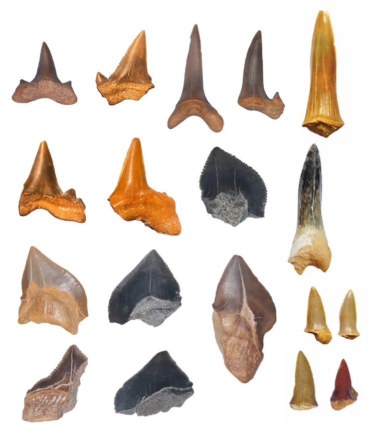 shark teeth Viral Greece