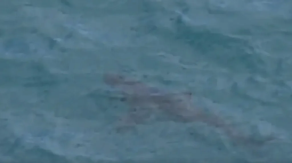 shark perth Viral Greece