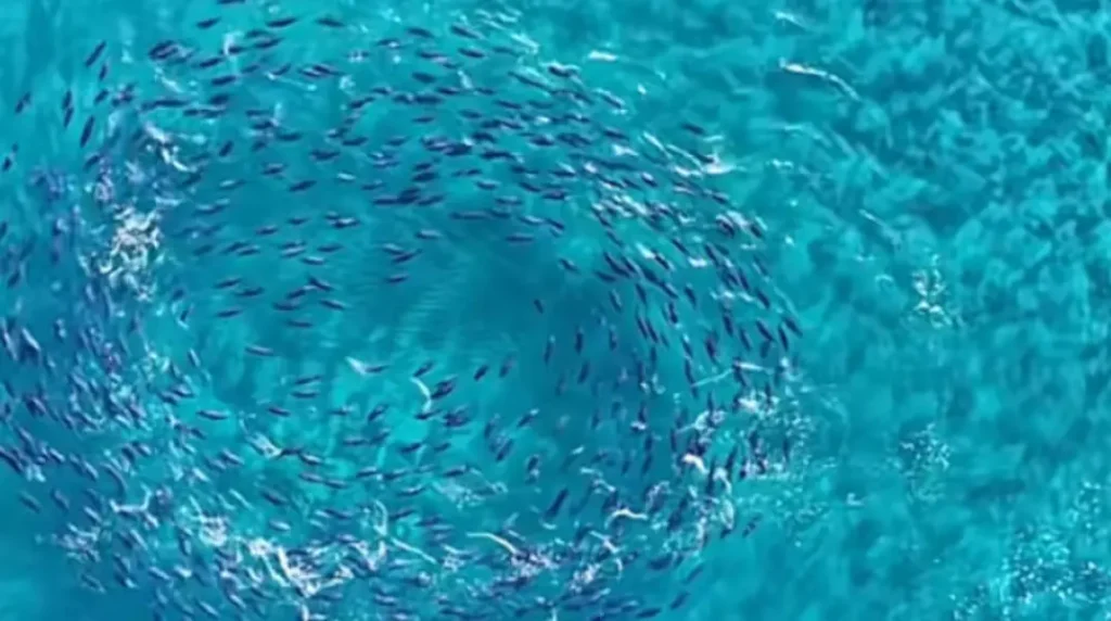 tonoi Viral Greece