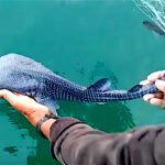 whale shark baby Viral Greece Σπάνια ανακάλυψη στον ωκεανό: Το μωρό καρχαρία που ξάφνιασε τους επιστήμονες