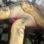 xelona rosi Viral Greece Σώθηκε την τελευταία στιγμή — Η απίστευτη ιστορία της Ρόσι και το παράξενο ‘όπλο’ των σωστών