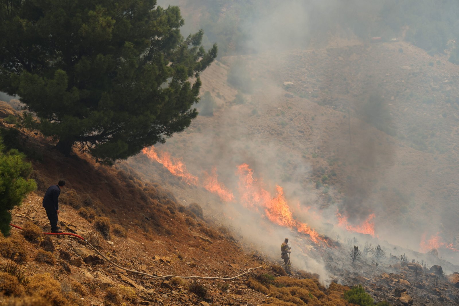 ΔΕΥΤΕΡΗ ΗΜΕΡΑ ΤΗΣ ΠΥΡΚΑΓΙΑΣ ΣΤΗΝ ΧΙΟ ΚΩΣΤΑΣ ΑΝΑΓΝΩΣΤΟΥEUROKINISSI Viral Greece Μετά τη φωτιά αρχίζει η μάχη για τη ζωή: Τι συμβαίνει στους λαγούς, τους αγριόχοιρους και την άγρια πανίδα