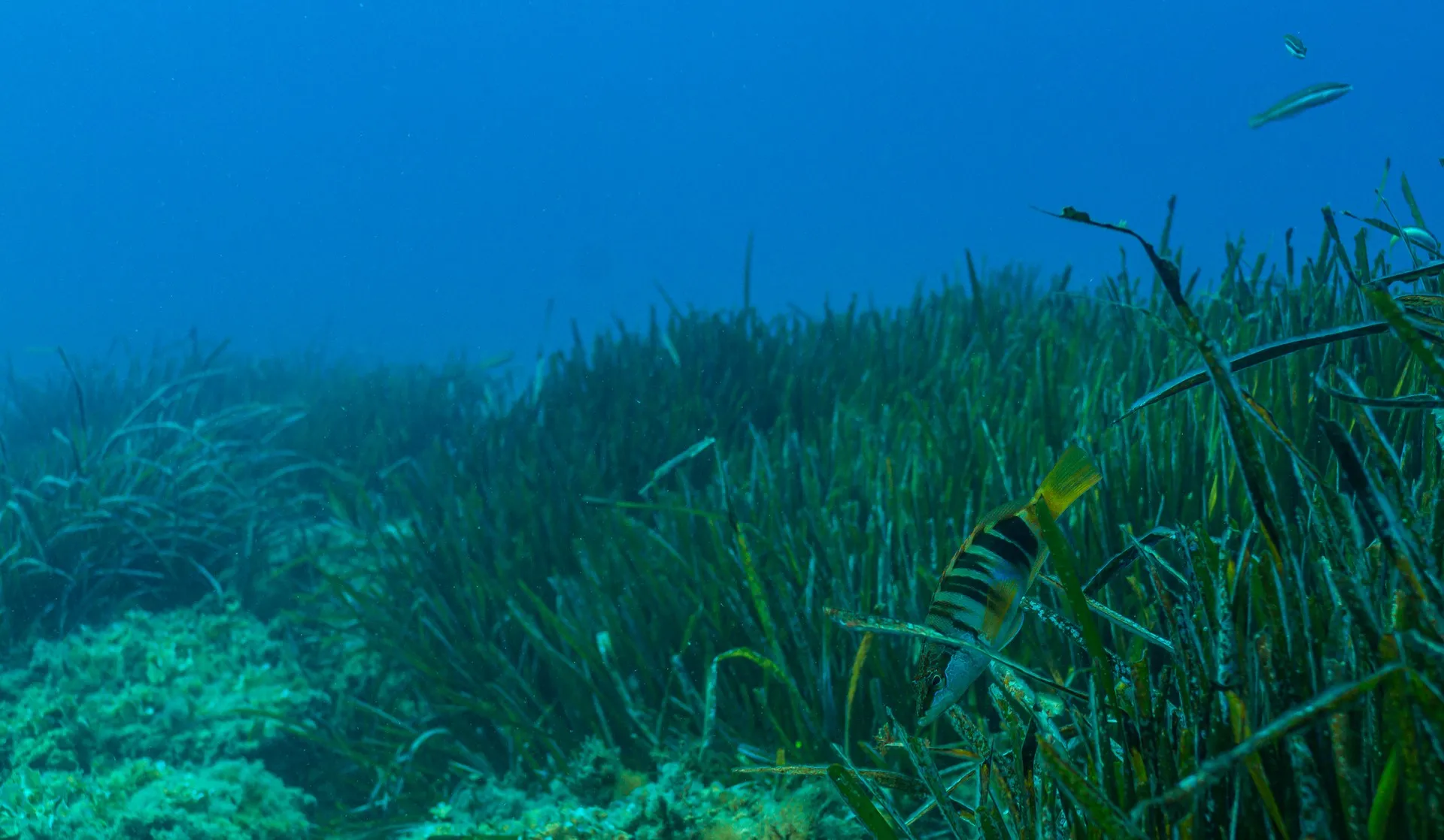 Posidonia oceanica fulljpg Viral Greece Ποσειδωνία: Τα Θαλάσσια Δάση που Χάνονται σε Λίγα Λεπτά